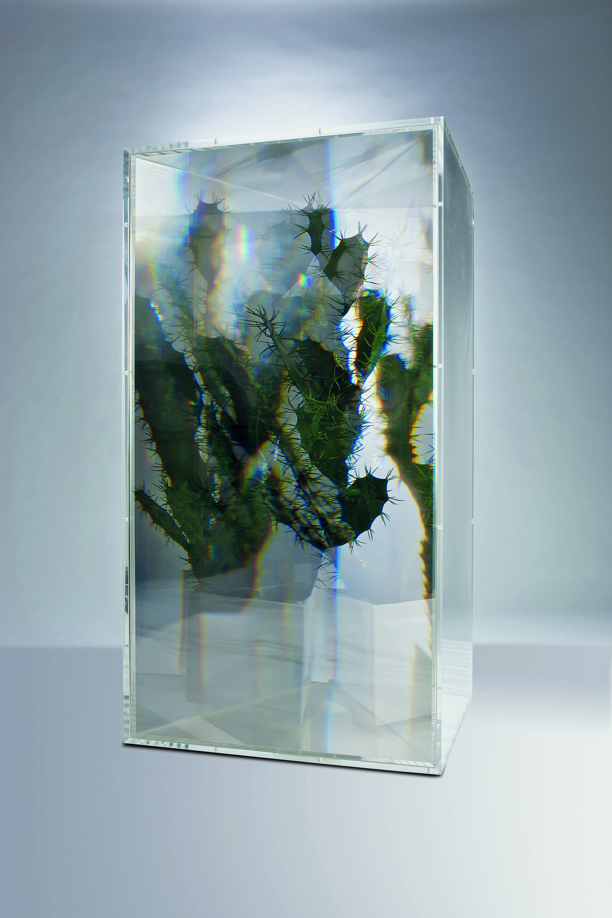 Pixcell: Cactus Sculpture Omer Tiroche Gallery